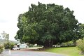 07MtMorgan (148)